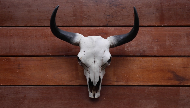 4K, mammal, wood - material, wood, wall - building feature, hanging, bull - animal, no people, award, animal wildlife, bull head, horned, domestic animals