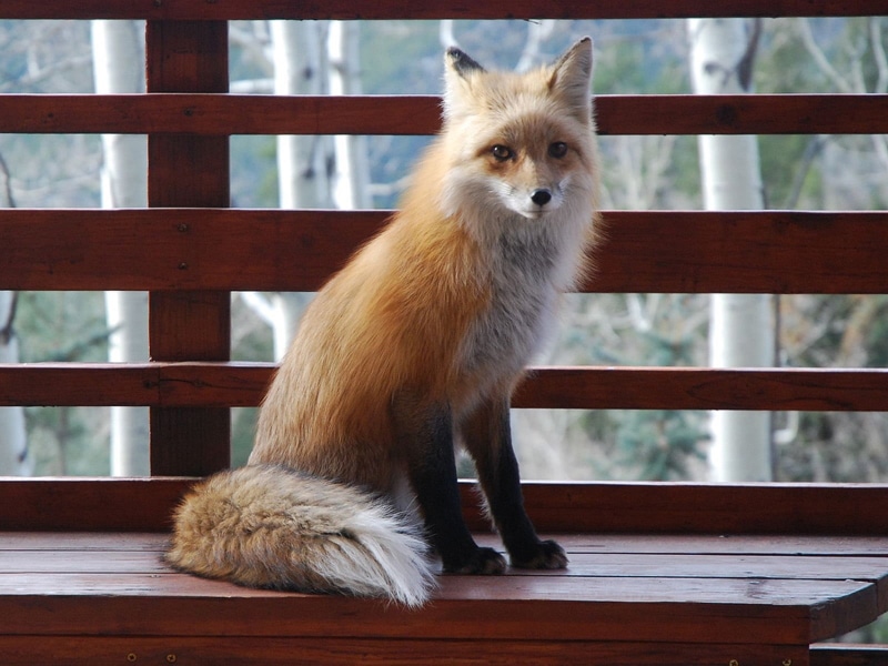 outdoors, animal, looking, pets, indoors, close-up, nature, vertebrate, mammal, full length, taxidermy, no people, railing, one Animal, looking away, animals In The Wild