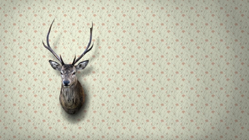 taxidermy, 1080P, photography, head, 1920x1080, wall, brown, deer