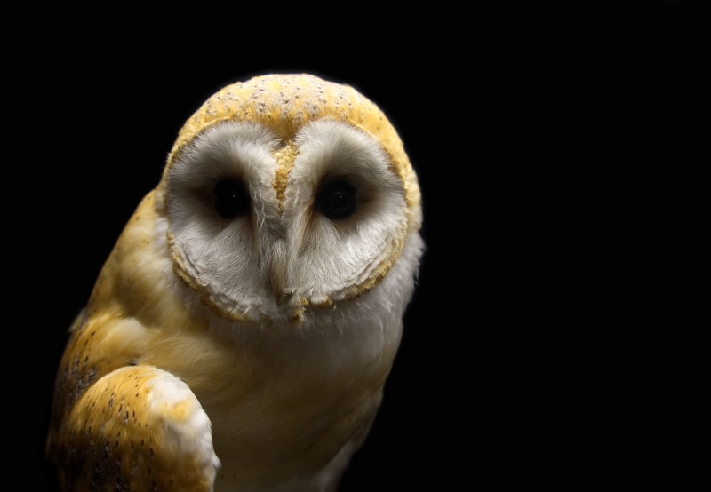macro, bird, vertebrate, spooky, stealthy, close-up, one animal, hunter, speckled, plumage, barn owl, menace, beak, night, photography, 4K, animal head