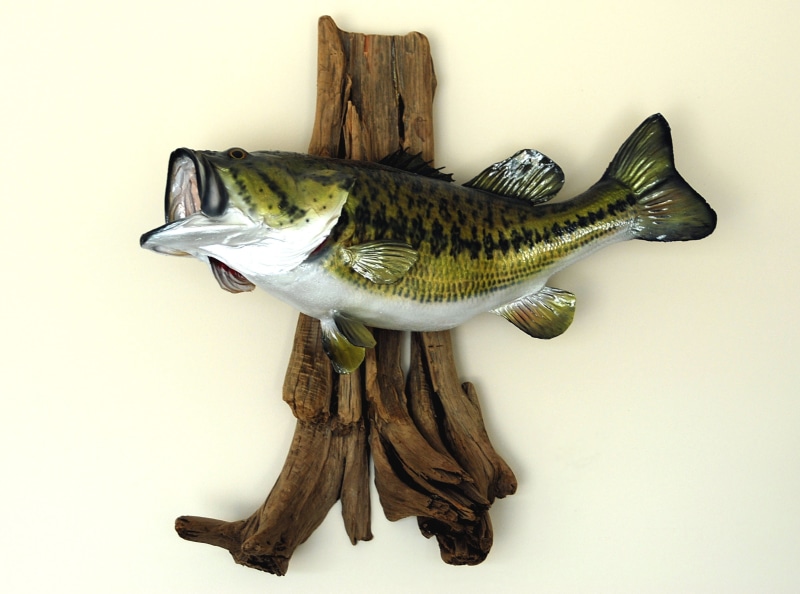 fisherman, river, fishing, caught, food and drink, water, still life, release, vertebrate, fun, game, yellow, wellbeing, indoors, close-up, green color