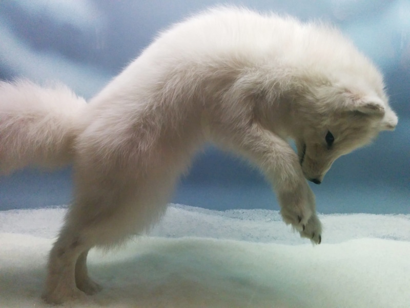 one animal, softness, polar bear, puppy, fox, jumping, polar climate, cold temperature, snow, wildlife, white, cute, animal wildlife, animal themes, taxidermy