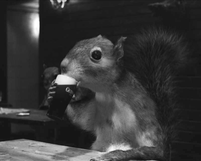 hd, animals, art, Guinness, taxidermy, x, greyscale, squirrels, 720P, monochrome