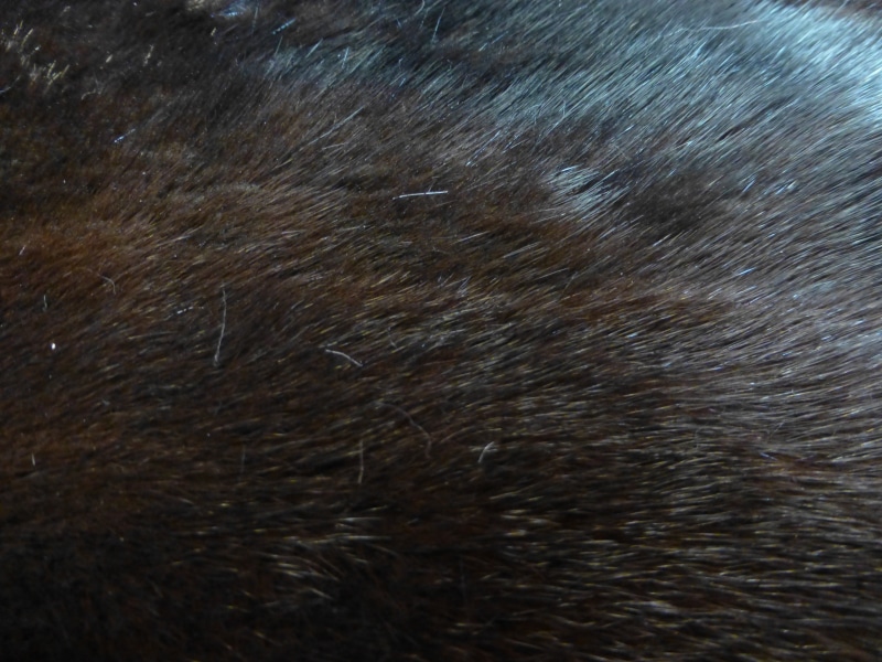 dog, 4K, fluffy, material, cat, glamour, pelt, animal hair, animal eye, clothing, feline, pets, close-up, animal body part, mink, black, domestic, skin