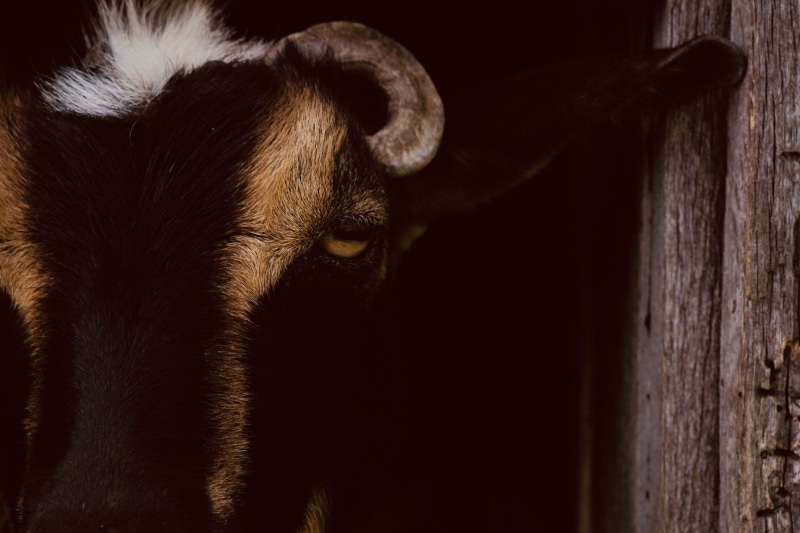 background, taxidermy, domestic animals, no people, animal themes, herbivorous, one animal, day, animal eye, close up, goat, agriculture, animal head, focus on foreground