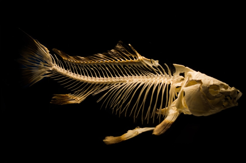 no people, vertebrate, animal skeleton, white, animals in the wild, black background, science, ocean, indoors, animal wildlife, one animal, animal themes
