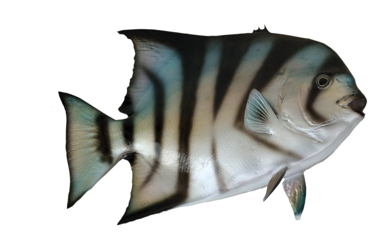 studio shot, replica, fish, wildlife, marine, mounted, vertebrate, animal themes, head, animal, underwater, animal wildlife, dead, no people, stuffed, copy space