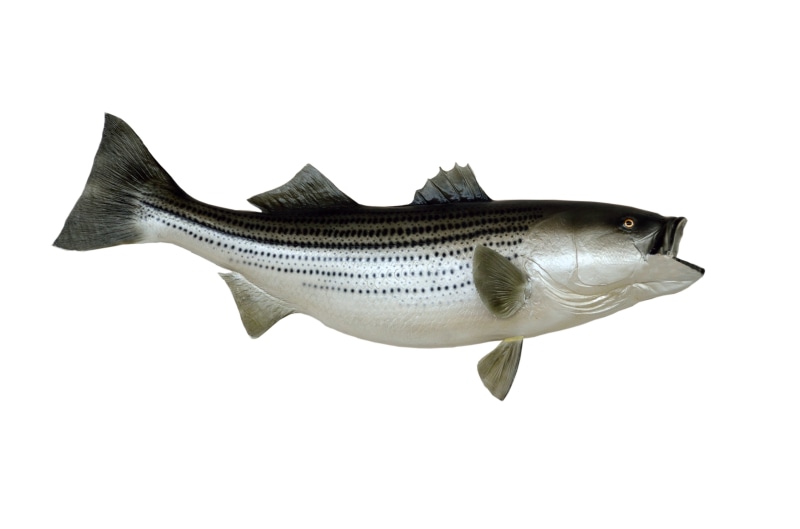 food and drink, vertebrate, marine, animal fin, cut out, 4K, silver, food, one animal, taxidermy, game fish, fish, single object, striped bass, side view