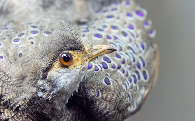 Pheasant, bicalcaratum, animal body part, bird of prey, preservation, eye, eyespot, photo, fauna, close-up, nature, museum, animal themes, observe, polyplectron