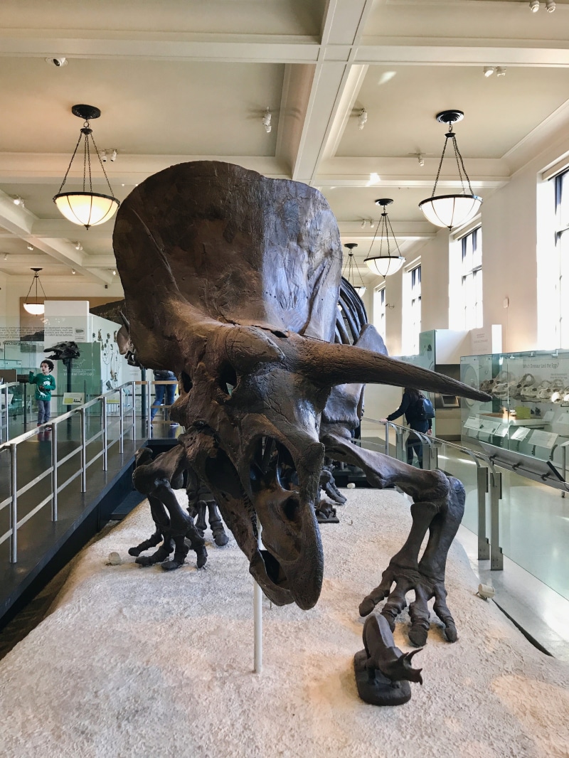 cattle, animal themes, animal, livestock, triceratops, taxidermy, new york, sculpture, animal body part, indoors, exhibit, united states, 4K, vertebrate