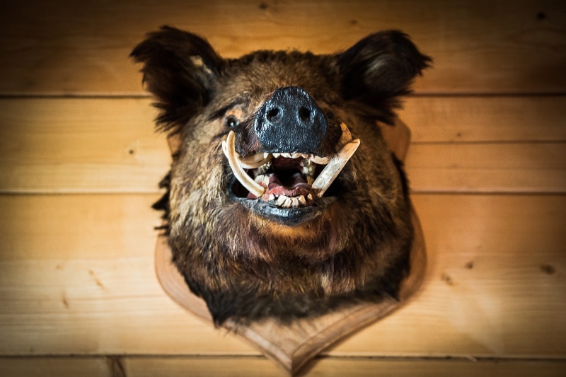 zeromski, animal, mount, front view, animal wildlife, pets, indoors, mammal, animal head, portrait, the head of the boar, focus on foreground, one animal