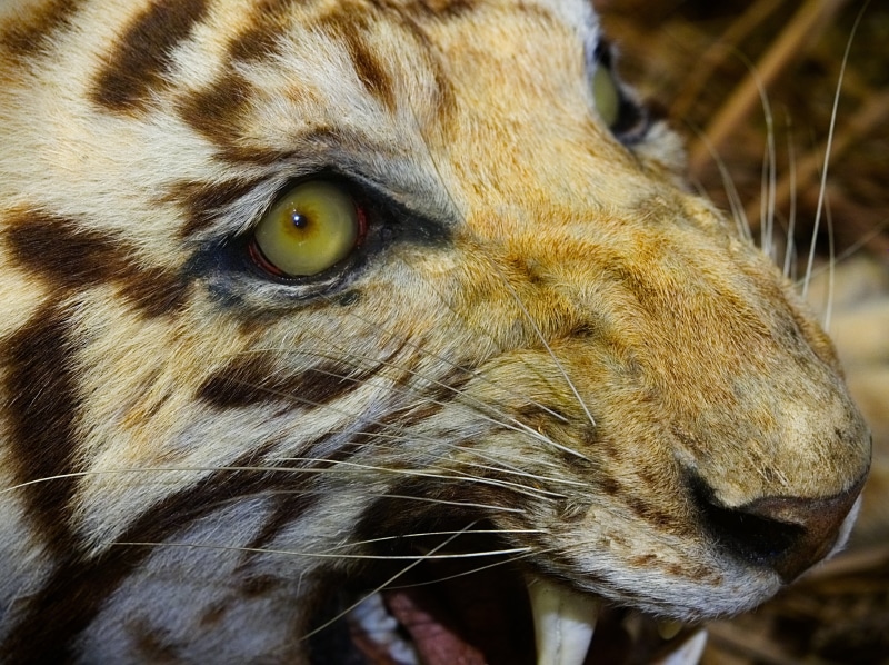 feline, animal head, focus on foreground, stalking, aggressive, appetite, strength, animal eye, fauna, dead, hungry, animal wildlife, hunt, striped, exhibition