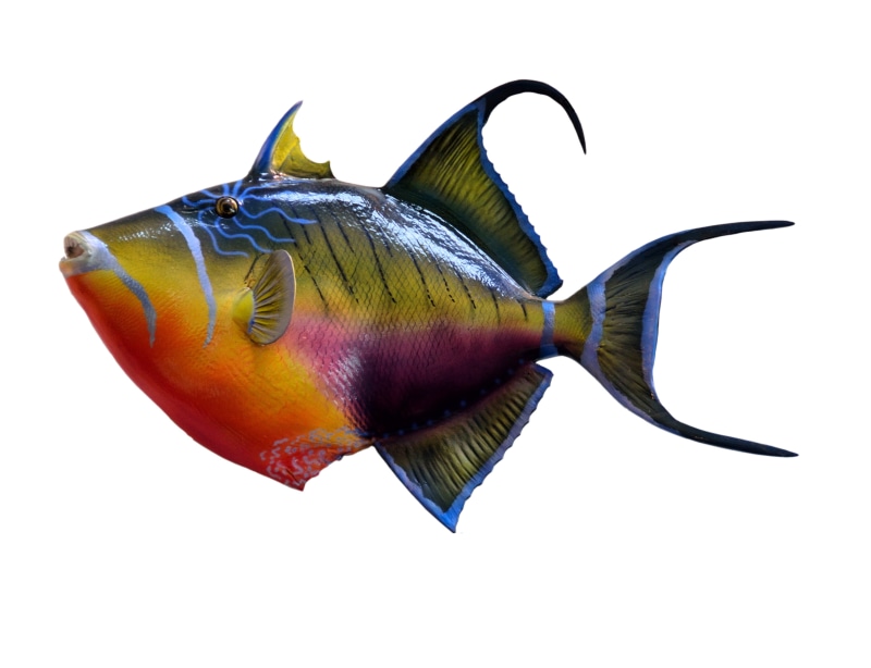 animal body part, exotic, sea life, wild, underwater, taxidermy, multicolored, 4K, trigger fish, animals in the wild, no people, coral, fish, background