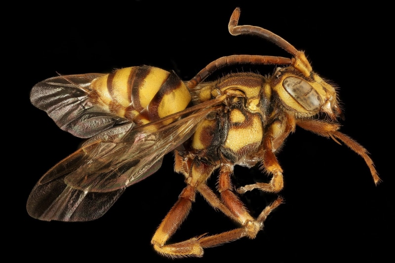 mounted, beauty in nature, nomada fragariae, one animal, 1080P, animal wildlife, close up, animal themes, animal leg, profile, geological survey, black background