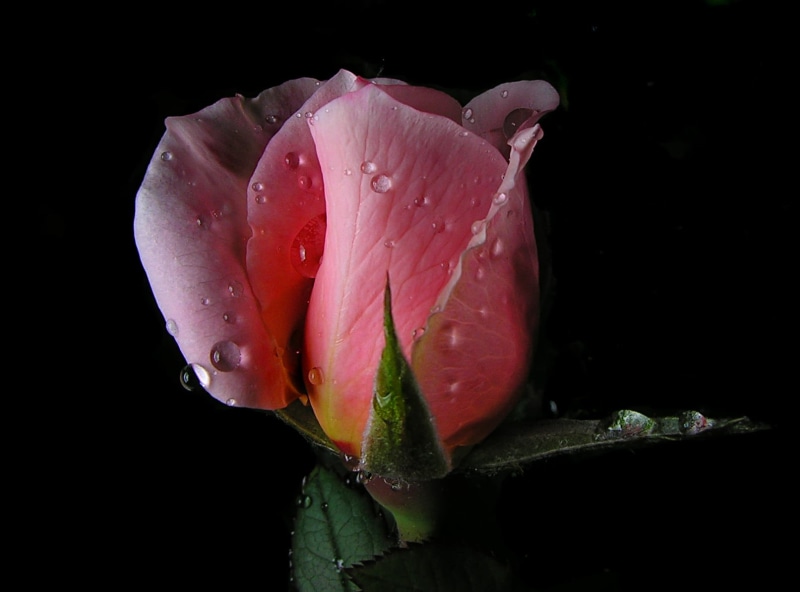green  leaf, petal, flower, Idol, shallow focus, Smörgåsbord, droplets, Macro, drops, shoot, focus, point, rose, pink, Competition, shallow, plant, beauty In Nature