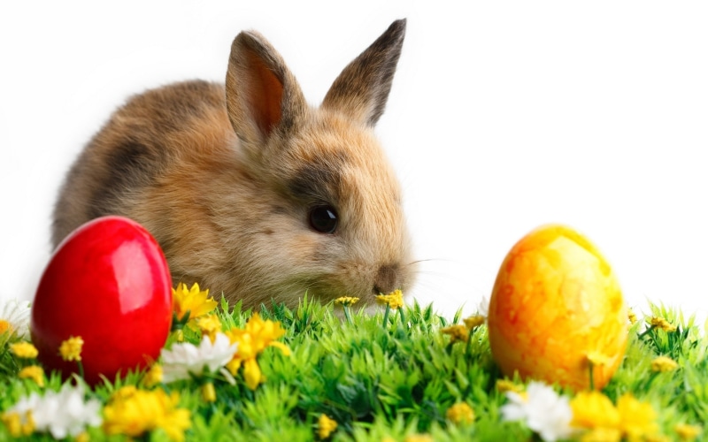 2K, eggs, Easter, baby animals, animals, rabbits
