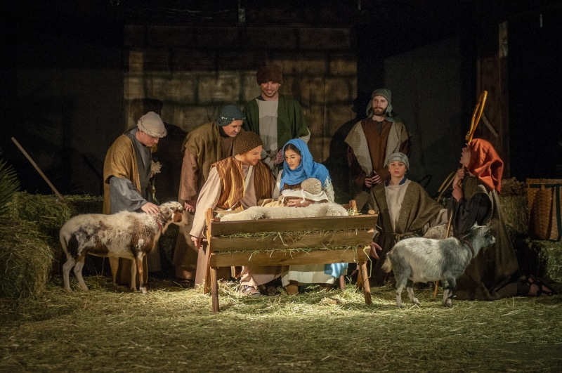 nativity, agriculture, baby jesus, people, group of people, creche, farmer, mammal, christmas, cattle, outdoors, 4K, livestock, adult, group of animals