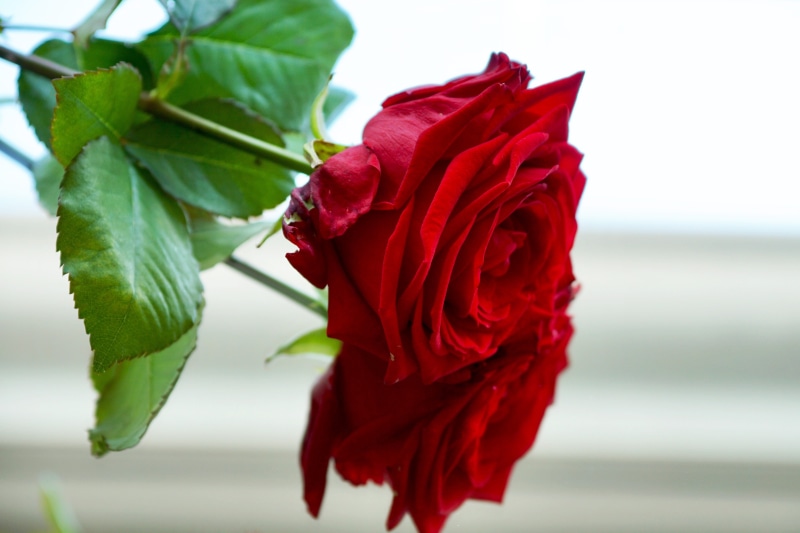 mirroring, flower head, flower, blossom, rose blooms, gratitude, red roses, flowering plant, flower arrangement, romance, emotion, beauty in nature, nature