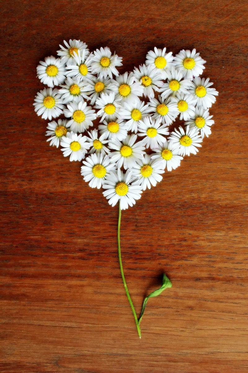 beauty in nature, connectedness, directly above, daisy, decoration, green Color, wood, symbol, wood - material, close, fragility, summer, loyalty, heart shaped
