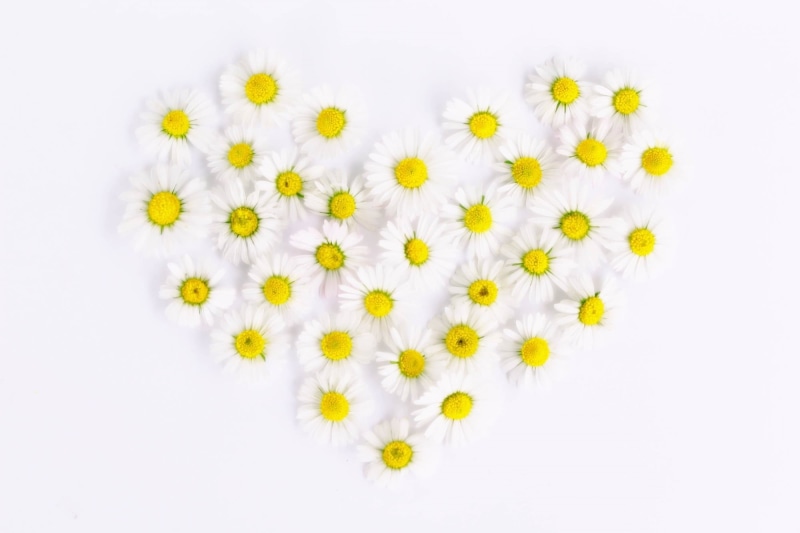 celebration, decoration, daisies, trust, feelings, heart shaped, luck, 1080P, tenderness, love, freshness, daisy heart, summer, spring, decorative, flower heart