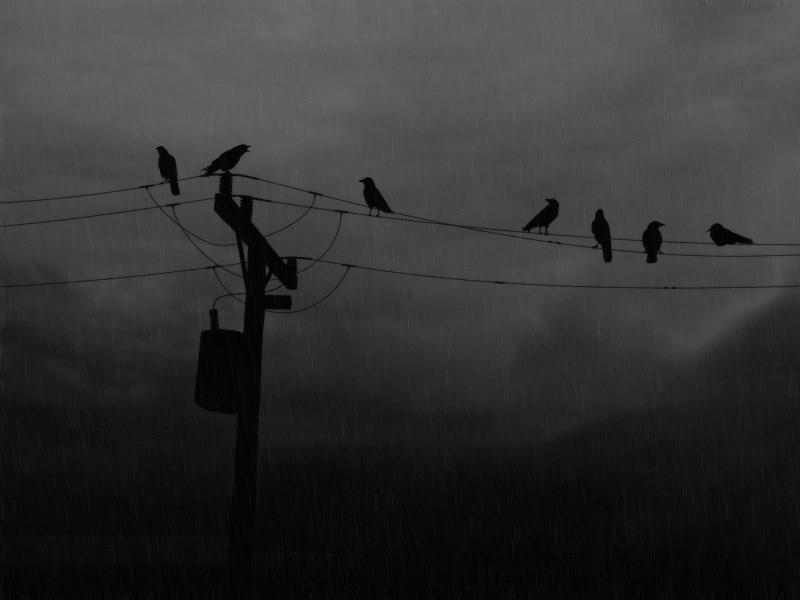 low angle view, animal, power lines, rain, animals in the wild, group of animals, animal themes, vertebrate, cable, dusk, utility pole, birds, cloud - sky