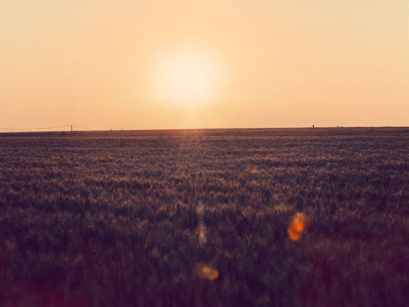 rural scene, sunset, Clear Sky, horizon, landscape, field, dusk, no people, Power Lines, tranquility, outdoors, sunlight, environment, cereal plant, agriculture