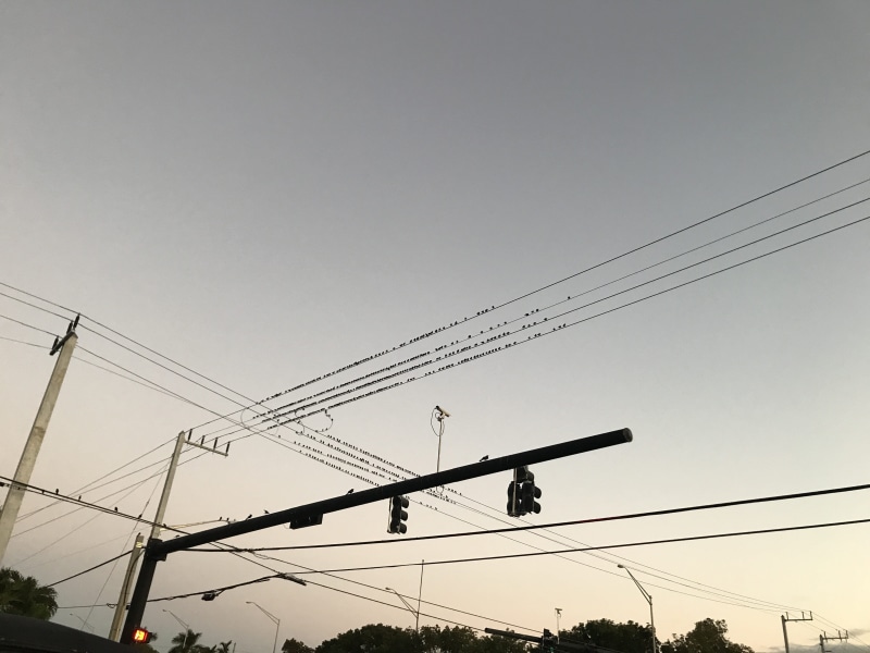 animal, connection, neighborhood, technology, electricity, electrical equipment, 4K, miramar, low angle view, sky, outdoors, cable, transportation, rail