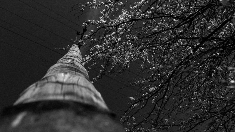 architecture, tall - high, building exterior, directly below, tree, monochrome, flower, day, flowering plant, trees, wires, power lines, utility pole, worms eye view