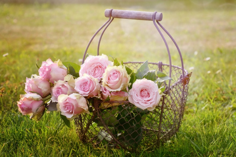 basket, romantic, petals, focus on foreground, flower, rose, rose bloom, outdoors, bouquet of roses, taken, rose blooms, bouquet, flower arrangement, metal