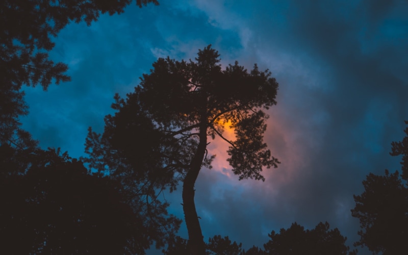 scenics - nature, sky, silhouette, beauty in nature, time, idyllic, branch, tranquility, tree, tranquil scene, evening, cloud - sky, land, clouds, plant