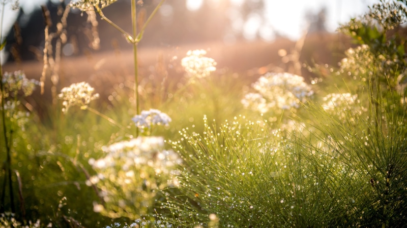 lens flare, white, flower, tranquility, day, filter, bright, green color, outdoors, selective focus, photograph, photography, beauty in nature, grass, flowers
