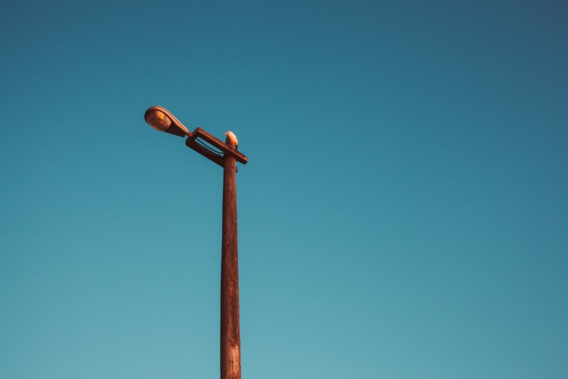light, low angle view, hook, electric light, technology, brown, symbol, lamp, lute, plant, sign, waterfowl, blue, wood - material, emblem, nature, palm tree