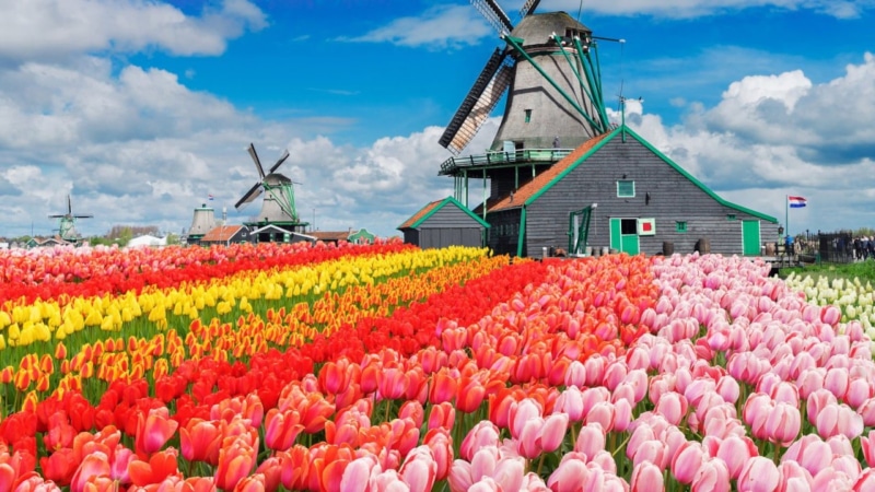 tulips, Netherlands, flowers, colorful, blue, sky, farm, windmill, 1080P