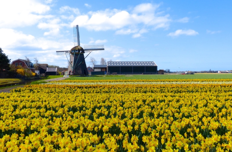 Holland, nature, fields, near, netherlands, Daffodil, blue, 4K, biking, skies, white skies, black, black windmill, filed, white, sky, field, rural Scene