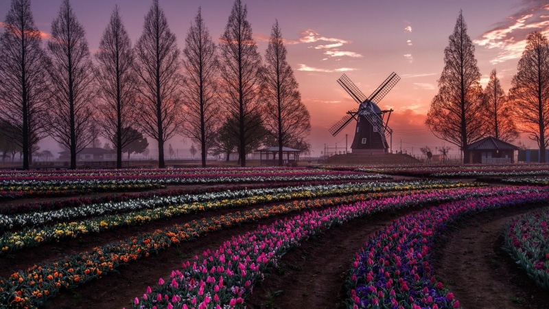 evening, spring, sky, flowers, tulip field, windmill, trees, tulips, 1080P, netherlands, holland, stunning, nature, field