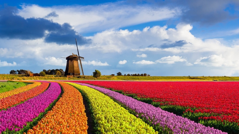 yellow flowers, house, field, farm, red flowers, trees, nature, orange flowers, 1080P, windmill, flowers, tulips, sky, tulips farm, fence, clouds, landscape