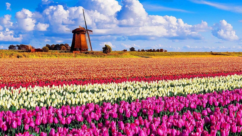 wind power, meadow, tranquil scene, flowerbed, field, 1080P, cloud - sky, tulip, purple, landscape, spring, rural scene, wind turbine, growth, environment