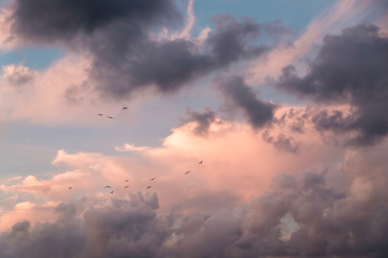 animal, flying, bink, animal wildlife, bird, peach, clouds, vertebrate, group of animals, nature, low angle view, 4K, sea birds, heaven, cloud - sky, beauty in nature