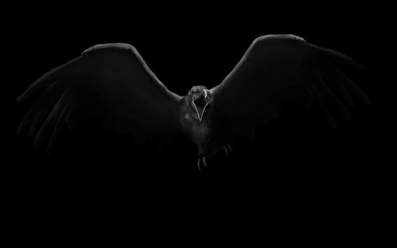 drawing, bird, 720P, black, hd, crow, digital/artwork