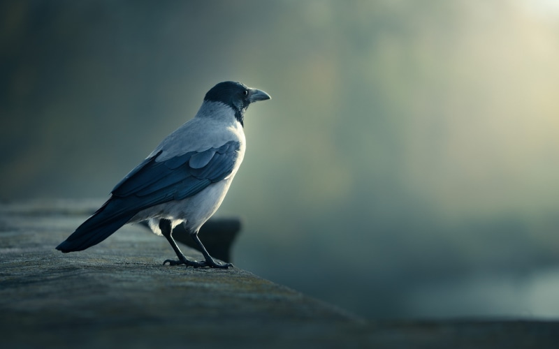 birds, 2K, crow