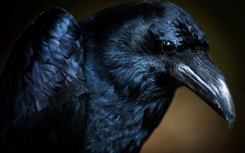 wildlife, indoors, looking away, feather, 720P, animal themes, nature, mammal, black Color, animal Eye, profile view, looking, animals In The Wild
