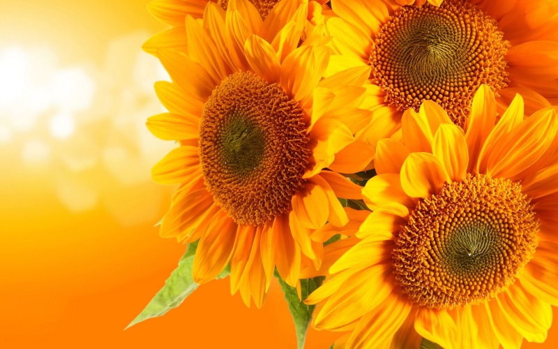 hd, beautiful, k, yellow, 2K, flowers, ultra, sunflower, desktop