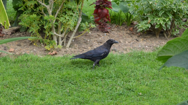 bird, leaf, green, crow, black color, vertebrate, no people, day, grass, 4K, raven, animal themes, animals in the wild, field, animal wildlife, plant