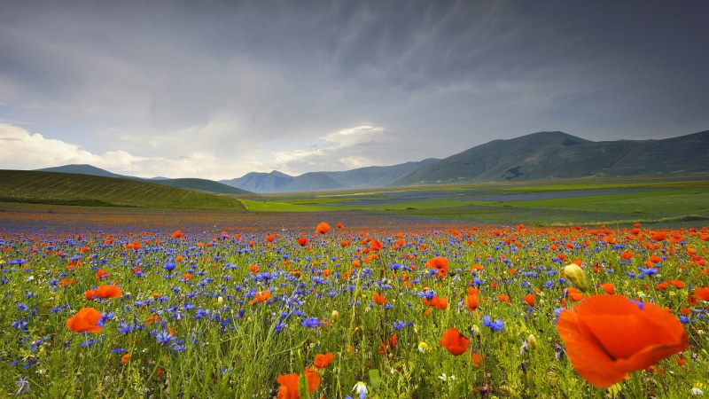 springtime, plain, meadow, petal, flowerbed, lawn, weather, growth, countryside, outdoor, flowering plant, land, season, tranquil scene, cloud - sky, sky