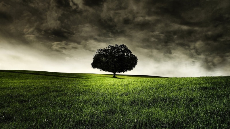 technics, isolated, field, scene, clear, outside, tree, farming, grassland, no people, country, 1080P, weather, rapeseed, tranquility, green color, pasture