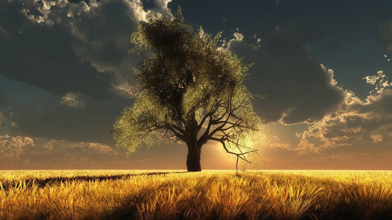 1080P, sun, tree, scenics - nature, field, cereal, outside, agriculture, landscape, atmosphere, cloud - sky, season, natural, sunny, horizon, outdoors