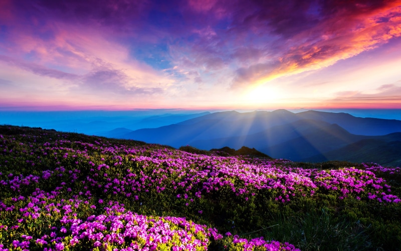 Clouds, Sunset, Purple, Mountains, Flowers, 2K, Rays, Sky