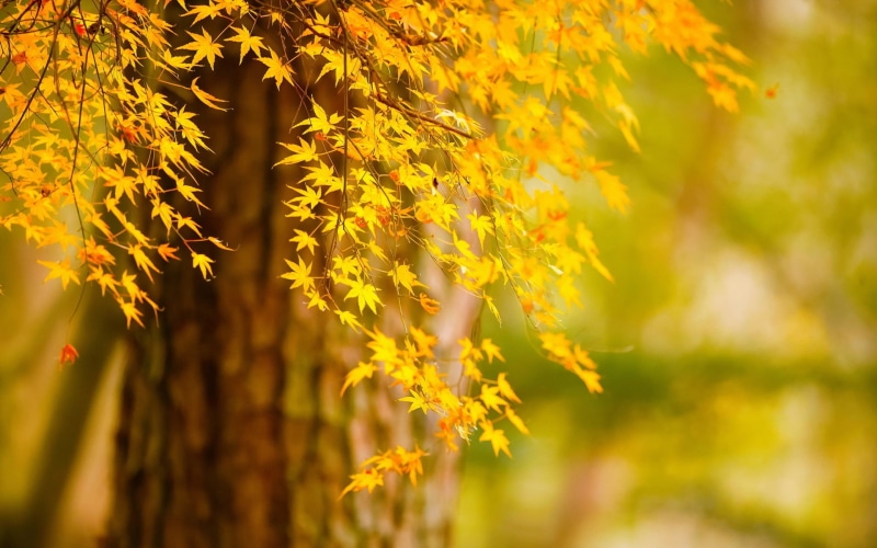 Leaves, Autumn, Yellow, Scenery, 1080P, Tree, Nature, orange