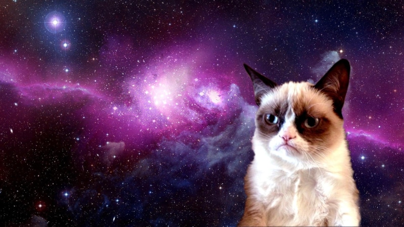 star, evil, skyphoenixx1, outta, space, planet, kittens, fantastic, picture, cats, pretty, siamese, cat, nice, 1080P, grumpy, sweet