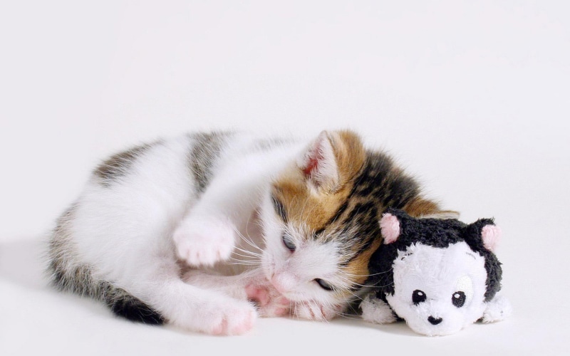 kitten, pa, sweet, pretty, amazing, picture, skyphoenixx1, nice, cute, fantastic, animals, toy, beautiful, 1080P, kittens, amp